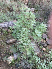 Pseudodictamnus hirsutus