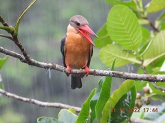 Pelargopsis capensis
