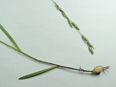 Melica spectabilis