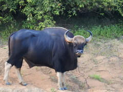 Bos gaurus