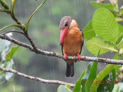 Pelargopsis capensis