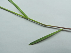 Melica spectabilis