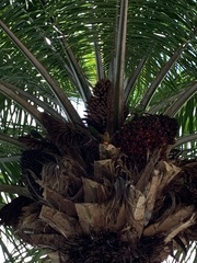 Eupsittula aurea