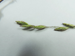 Melica spectabilis