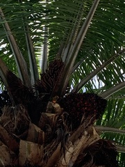Eupsittula aurea
