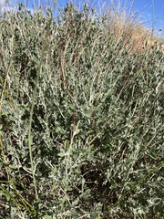 Anthyllis cytisoides