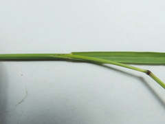 Melica spectabilis