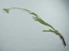 Antennaria luzuloides