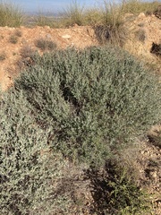 Anthyllis cytisoides