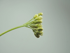 Antennaria luzuloides