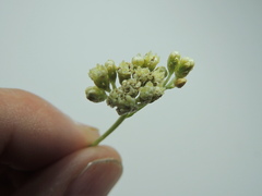 Antennaria luzuloides