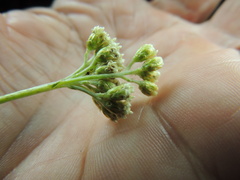 Antennaria luzuloides