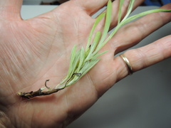 Antennaria luzuloides