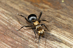 Polyrhachis hermione