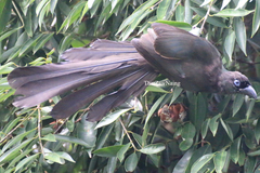 Crypsirina temia