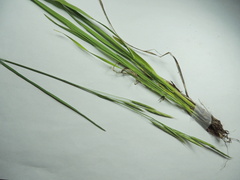 Bromus marginatus
