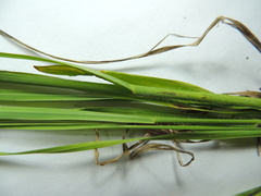 Bromus marginatus