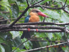 Pelargopsis capensis