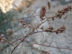 Tamarix aphylla