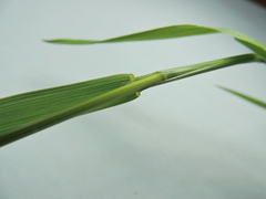 Bromus marginatus