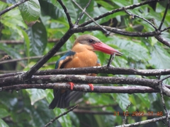Pelargopsis capensis