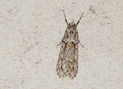 Diurnea fagella