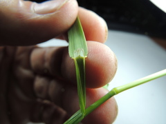 Bromus marginatus