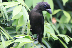 Crypsirina temia