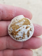 Dosinia exoleta