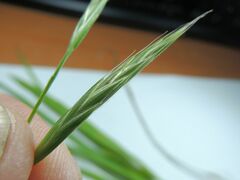 Bromus marginatus