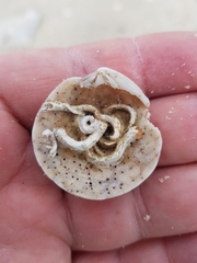 Dosinia exoleta
