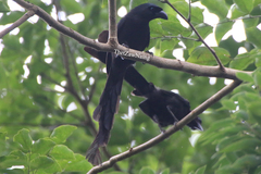 Crypsirina temia