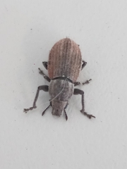 Naupactus