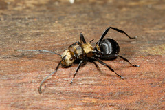 Polyrhachis hermione