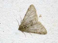 Phigalia pilosaria