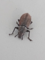 Naupactus
