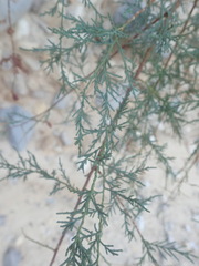 Tamarix aphylla