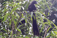 Crypsirina temia