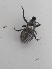 Naupactus