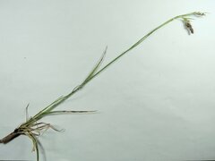 Luzula multiflora multiflora