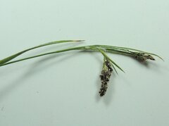 Luzula multiflora multiflora