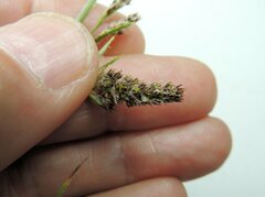 Luzula multiflora multiflora