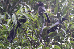 Crypsirina temia