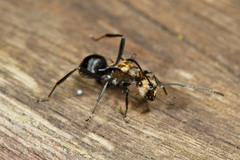 Polyrhachis hermione