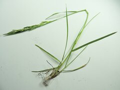 Poa compressa