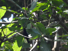 Loriotus luctuosus