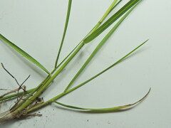 Poa compressa