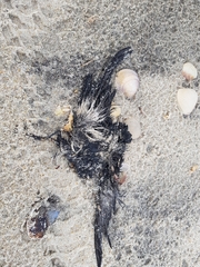 Hydrobates pelagicus