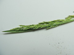 Poa compressa