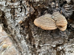 Porodaedalea